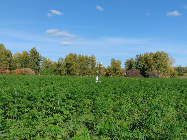 В Свердловской области выращивают коноплю для поглощения углерода