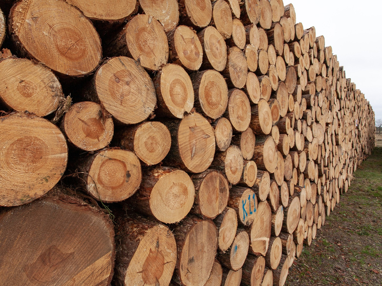 Томская область увеличила объемы лесозаготовок на 11%