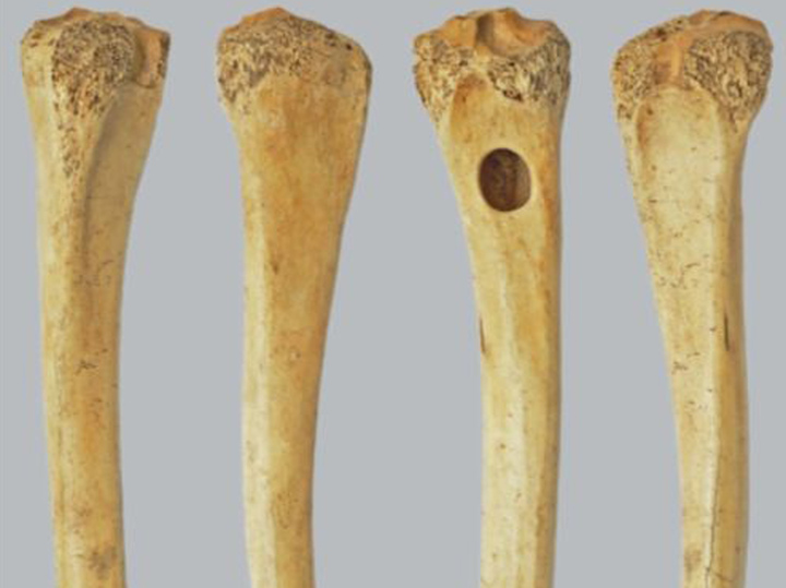 На Алтае нашли древние «подгузники» из костей косули