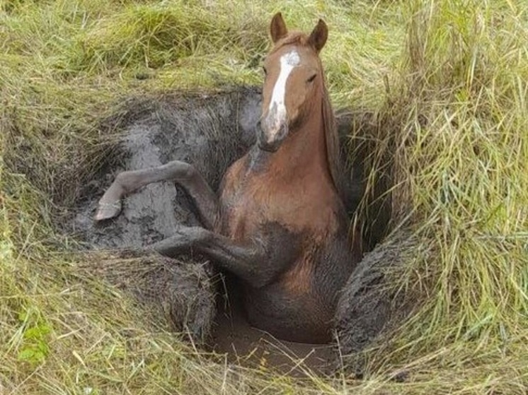 Пожарные и жители села в Забайкалье спасли застрявшую в яме лошадь