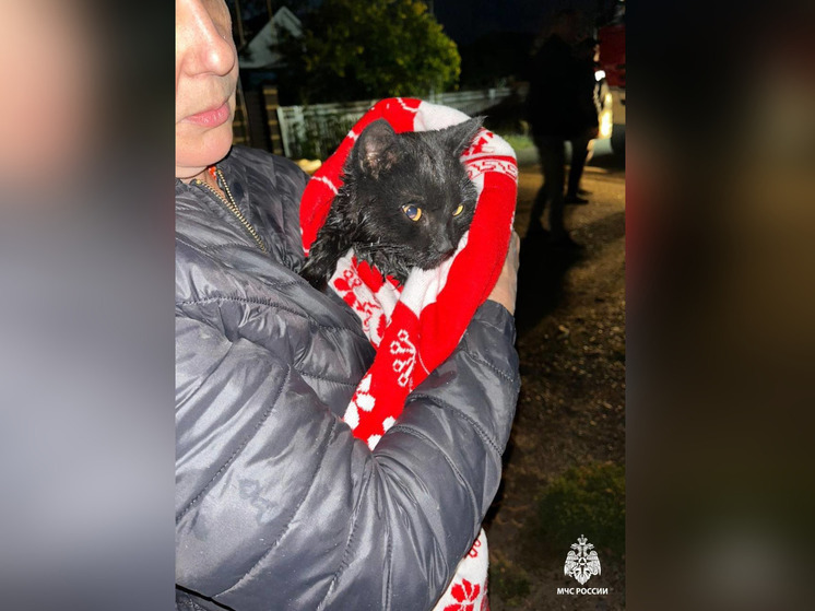 В Башкирии пожарные с помощью аппарата искусственного дыхания оживили кота