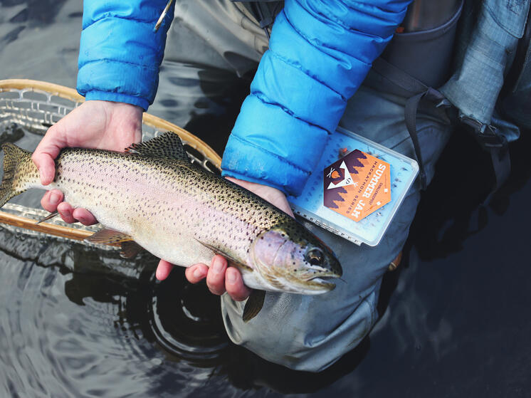 Жители Костомукши заплатят за кражу 380 килограммов форели