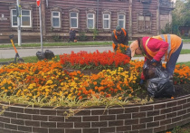 В Барнауле приступили к уборке однолетней цветочной рассады