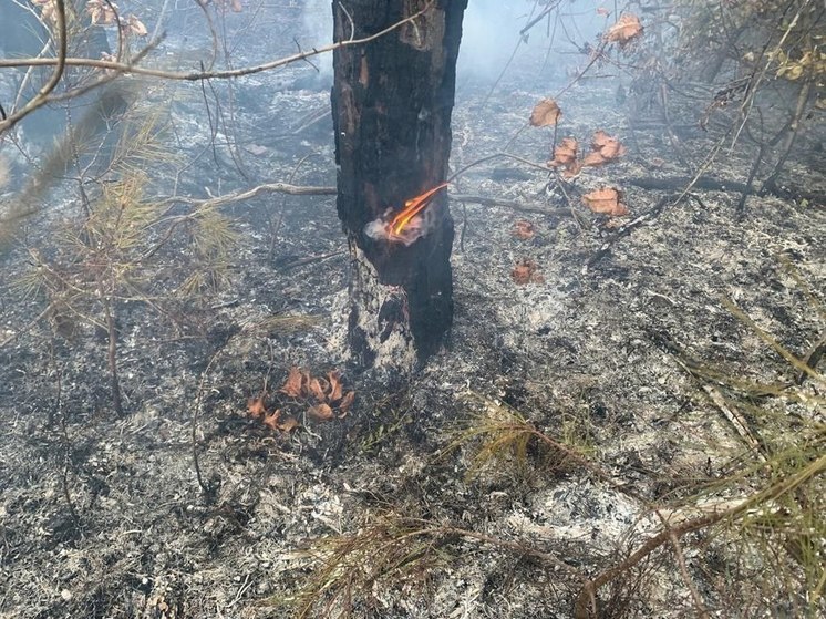 В Геленджике потушили новый лесной пожар