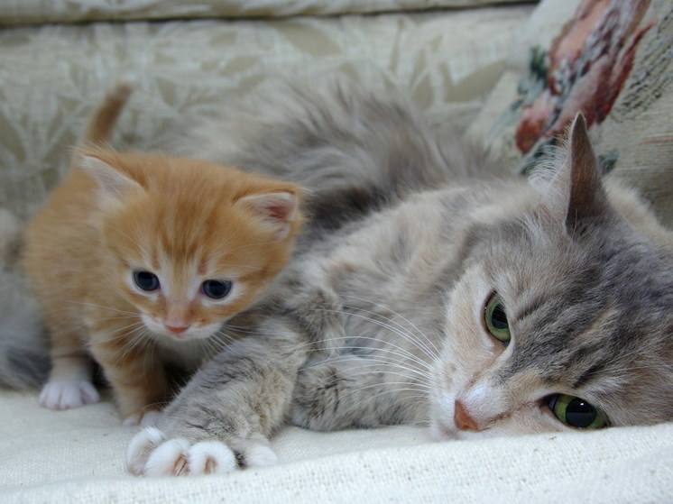 В Солнечногорске дети откопали живых котят