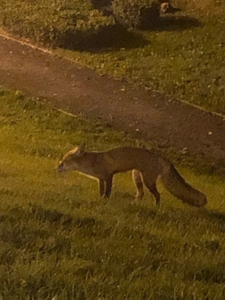 Лиса пришла к Вечному огню в Петрозаводске
