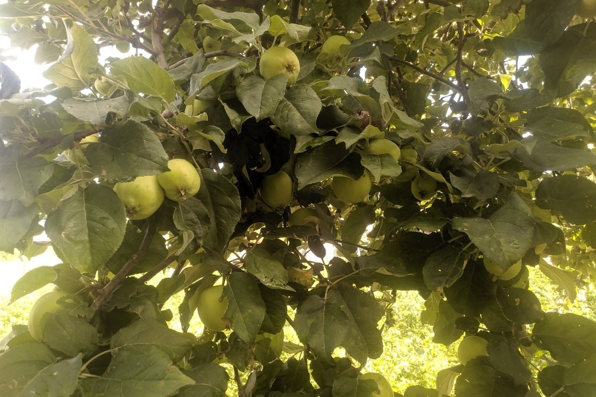 Вологжане собрали для участников СВО более пяти тонн яблок
