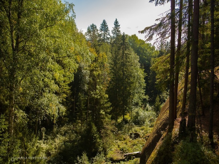 Мэрия Петрозаводска рассказала, как не заблудиться в лесу