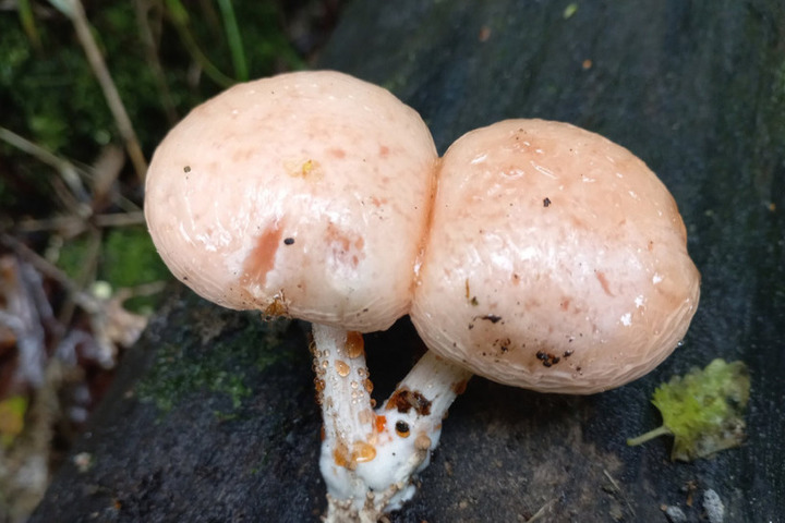 В лесах Тульской области обнаружили редкий краснокнижный гриб