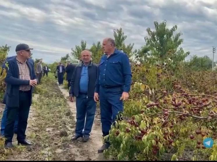 Премьер Дагестана осматривает фруктовые сады