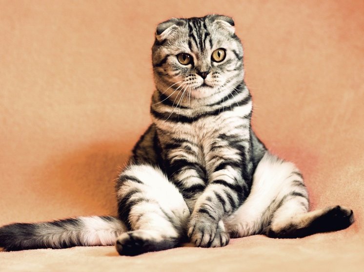 В России появилась специальность "судебный ветеринарный эксперт"