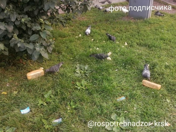 Красноярец пожаловался в Роспотребнадзор на соседку, кормящую голубей