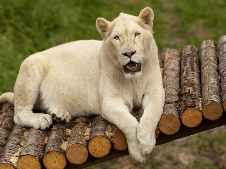 Без лекарств: зоопарк в Приморье «Белый лев» оштрафовали на 55 тысяч рублей