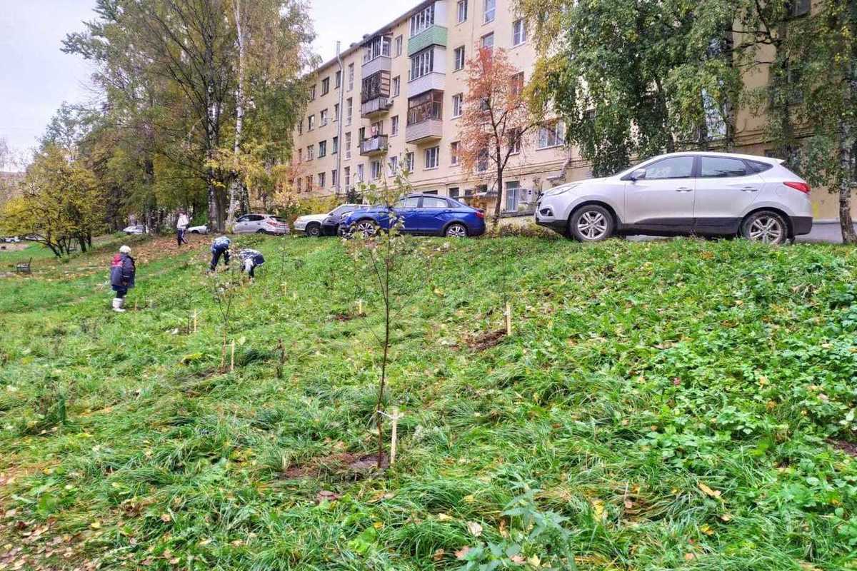 В Костроме стартовал сезон посадок деревьев