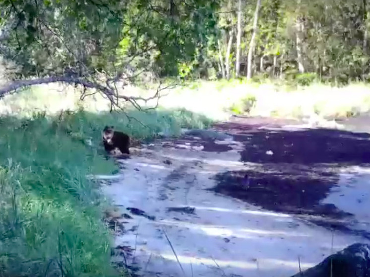 Ворон спугнул медвежонка, копавшего берег на границе с Карелией