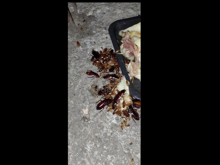 Огромные насекомые вылезли из канализации кузбасского города