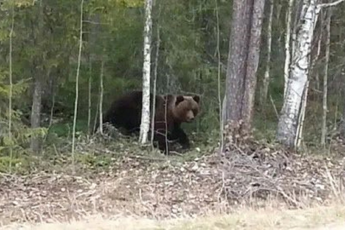 Новости костромской экологии: возле Красное-на-Волге бродит здоровенный медведь