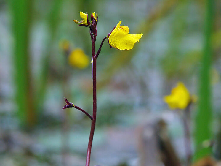 Ловля добычи происходит с помощью небольших пузырьков