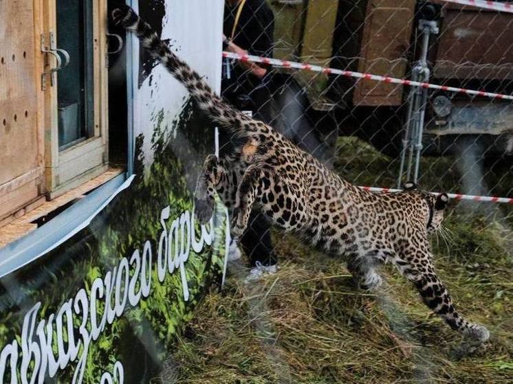 В Северной Осетии проводят проверку по заявлению о пропаже леопарда Лео