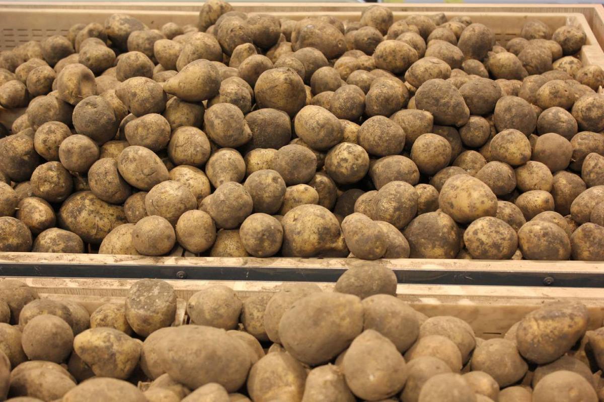 Выросла урожайность. Картофель на Ставрополье. Тонна картофеля. Уборка картофеля Ставрополье. Урожайность картофеля Магаданская область.