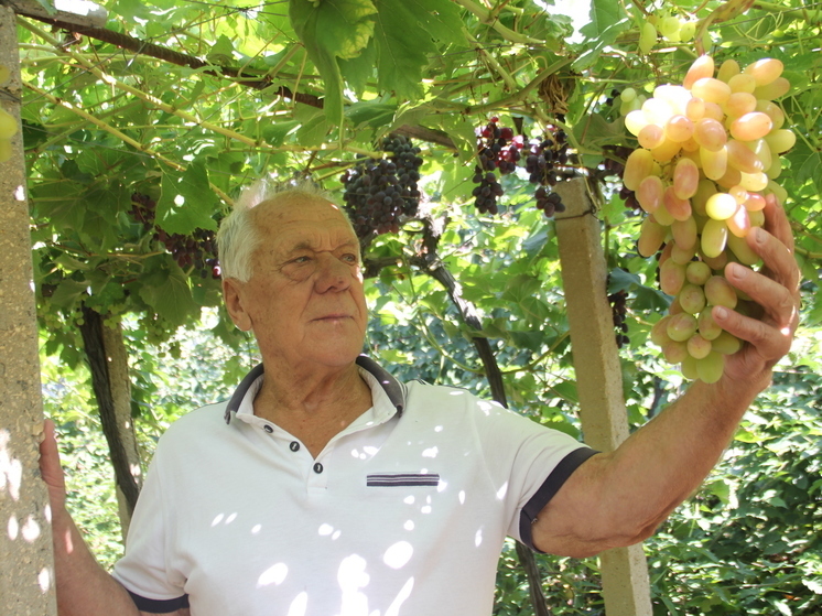 Как корабельный старшина Владимир Кравец стал знатным виноградарем
