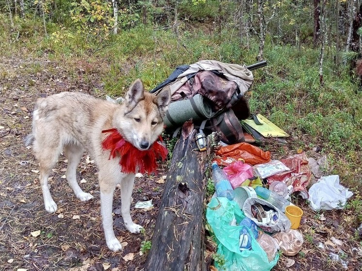 Пропавшего в архангельских лесах охотника нашли мертвым