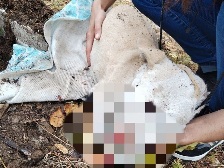 Мужчина жестоко убил щенка за кражу кур в Забайкалье