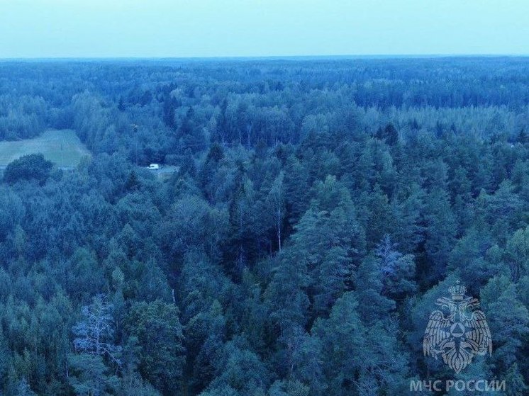 В новгородских лесах за сутки заблудились шесть человек