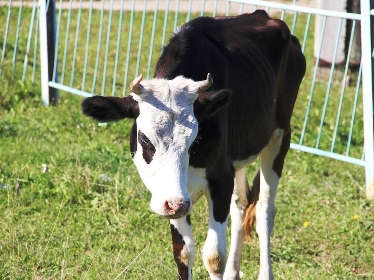 В Харовском округе растут производственные молочные показатели и численность коров