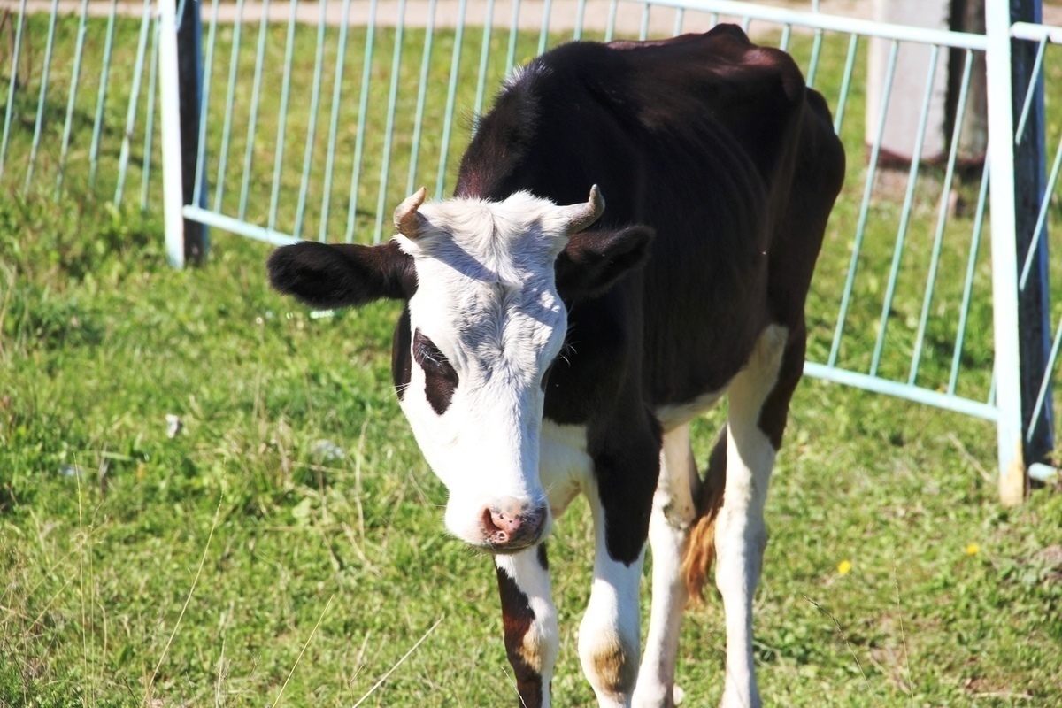 В Харовском округе растут производственные молочные показатели и численность коров