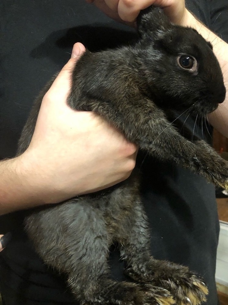 Жители Петрозаводска поймали черного кролика