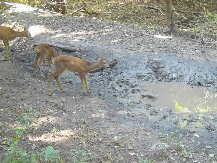 В Ингушетии лесные животные принимают «грязевые ванны»