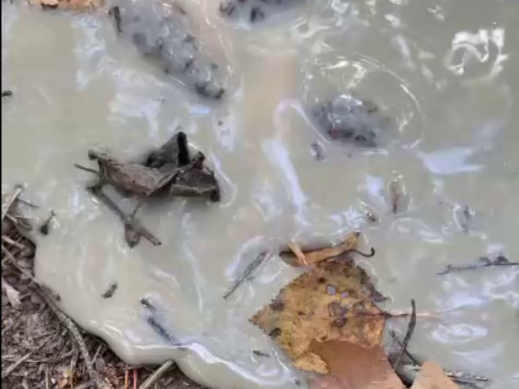 Неизвестная липкая жидкость затопила подмосковный лес