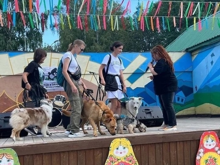 Под Суздалем проведут фестиваль для любителей собак и кошек