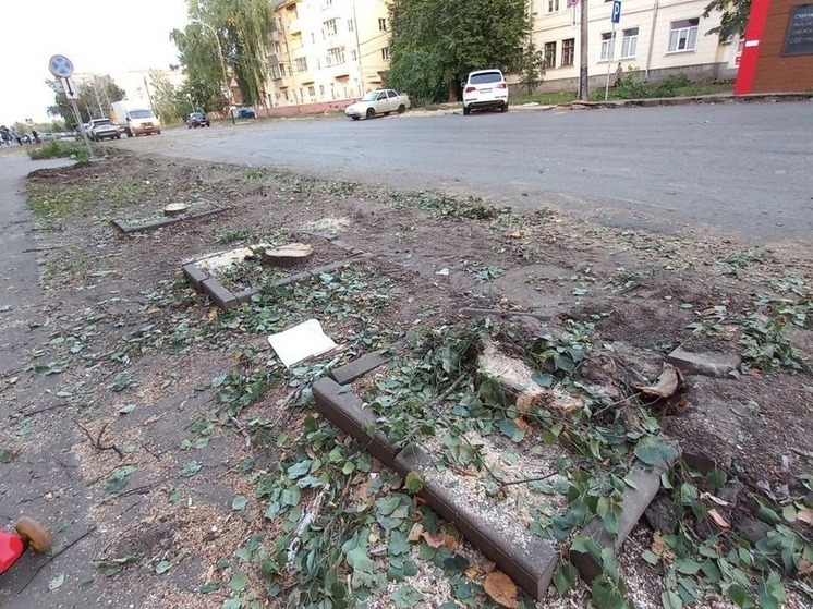 В Тамбове улицу Энгельса украсят пятиметровые липы