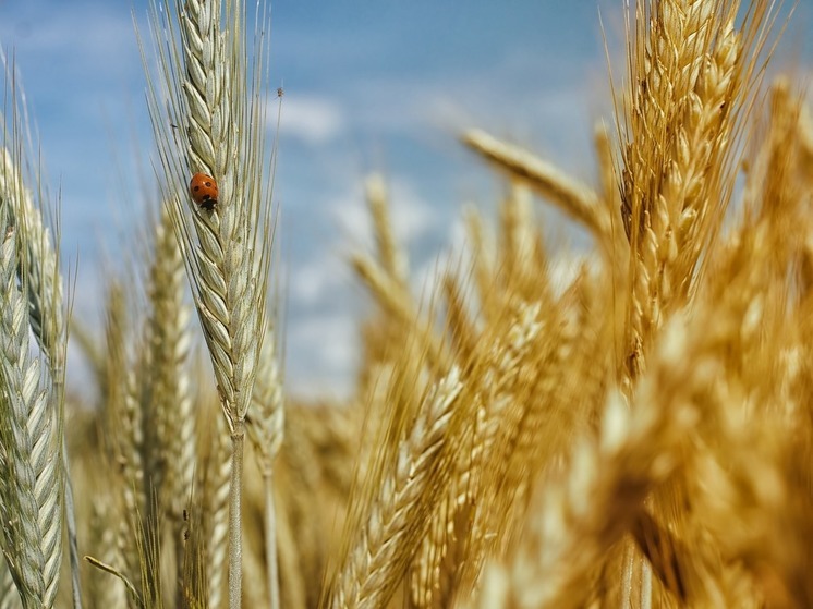 USAID: США и союзники добились увеличения поставок украинского зерна на 800%