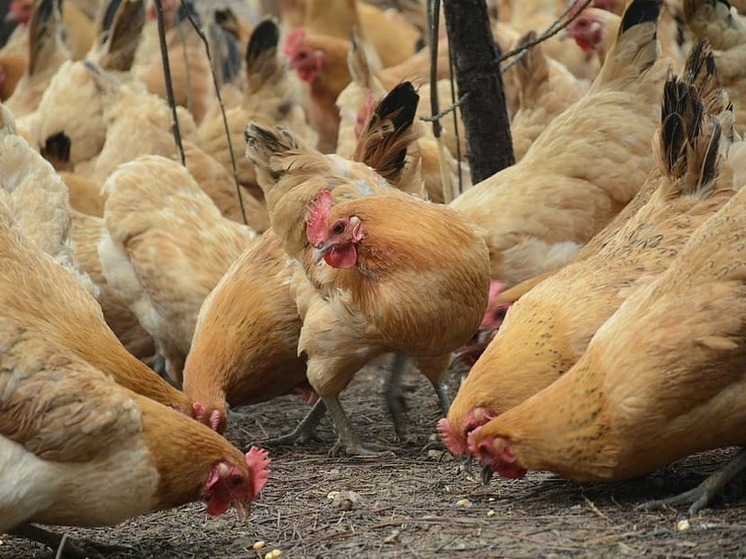 Птицефабрика из ДНР начала поставки курятины в Запорожье