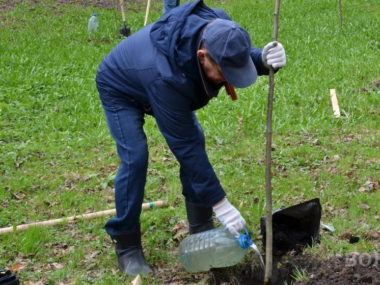 Еще 750 деревьев посадят вологжане до конца осени