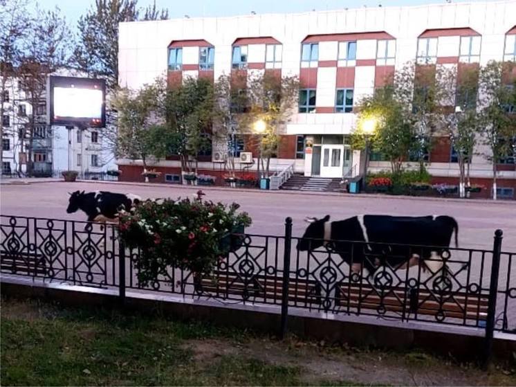 Коровы вышли в центр города на севере Сахалина