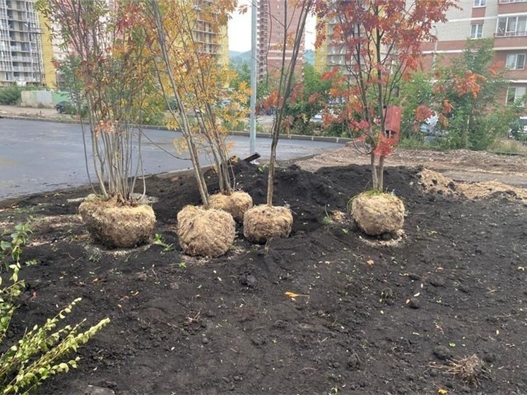 В Красноярске за неделю высадили более 4 тысяч деревьев