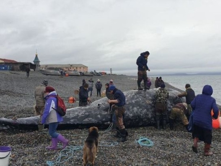 Морзверобои трёх сёл Чукотки завершили охоту на китов