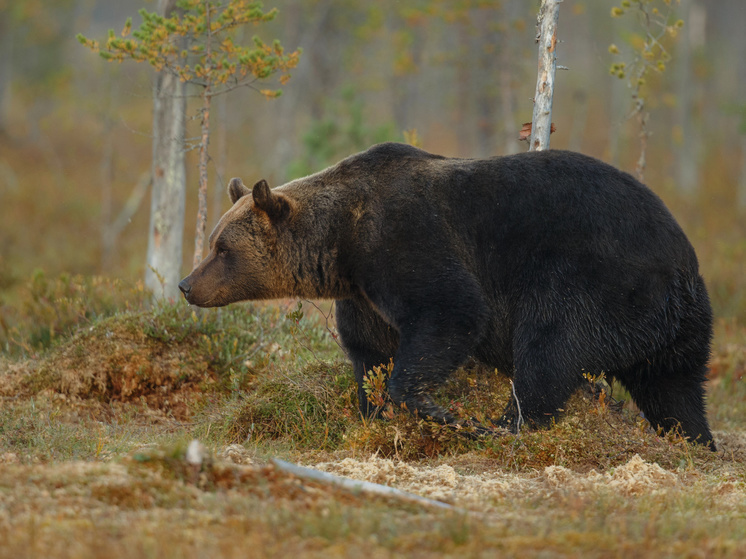 В лесах Оренбургской области активизировались медведи