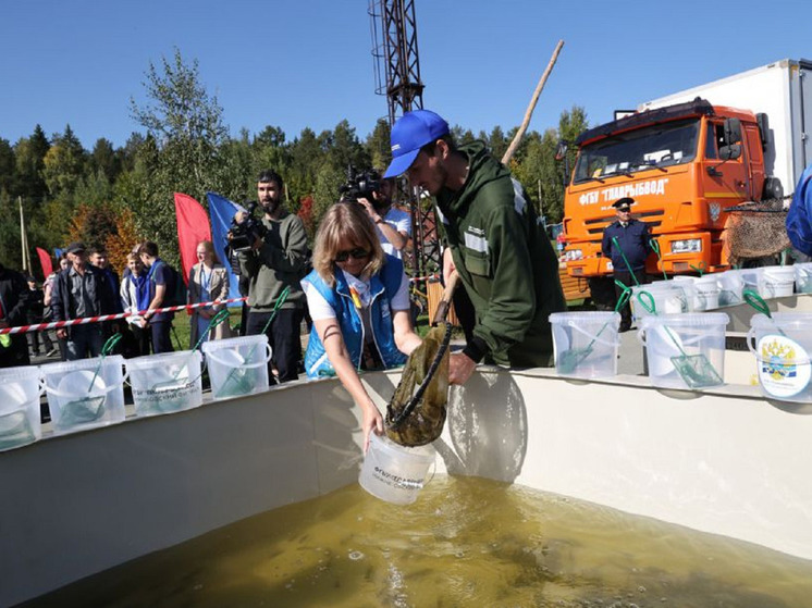 Тысячи мальков рыб впервые запустили в Верх-Нейвинское водохранилище
