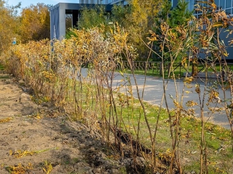 В Салехарде на 2 улицах высадили живые изгороди из ольхи и ивы