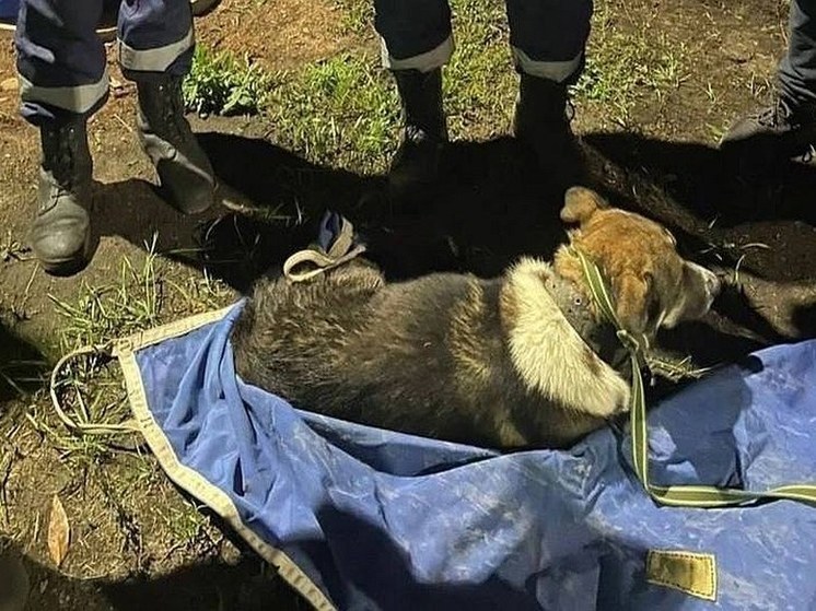 В Уфе спасатели помогли сбитой на дороге собаке