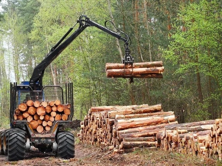 Костромские лесхозы осваивают новую технологию лесовосстановления