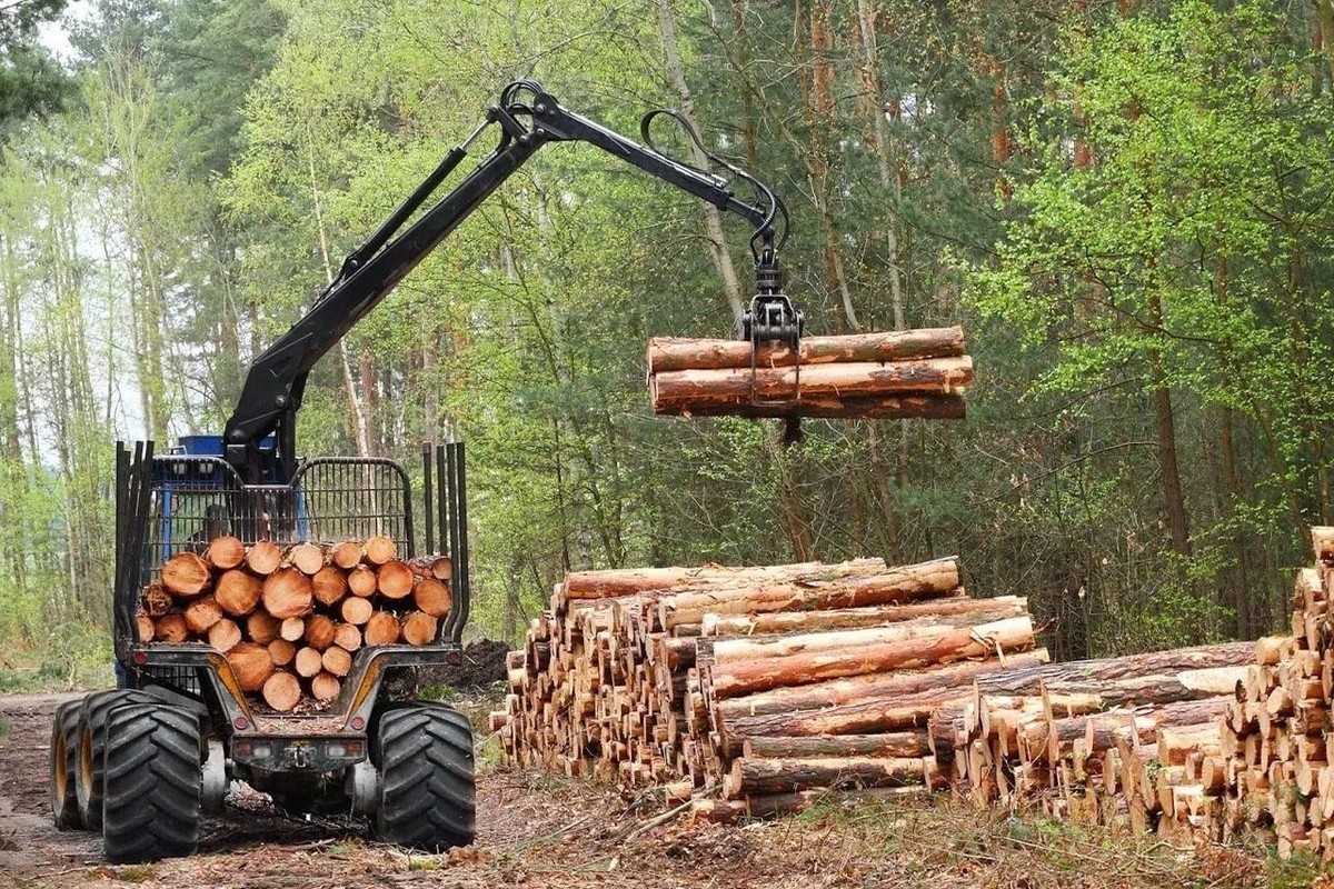 Костромские лесхозы осваивают новую технологию лесовосстановления