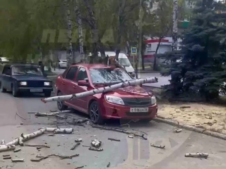 В Пензе сухая береза рухнула на припаркованный автомобиль