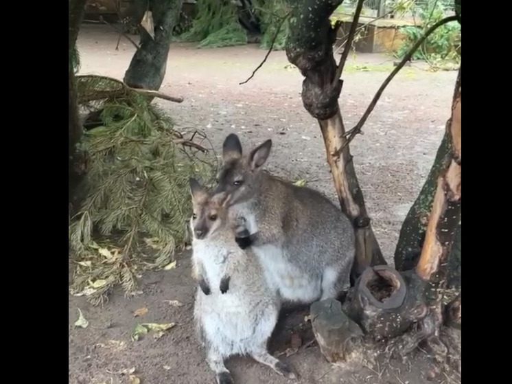 В Ленинградском зоопарке показали дружную семью кенгуру