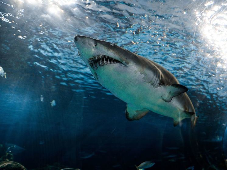 В Египте на акул решили установить датчики слежения